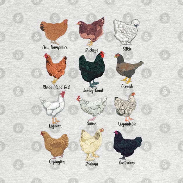 Different chickens - chicken breeds by Modern Medieval Design